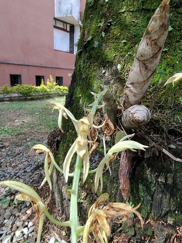 Catasetum rectangulare