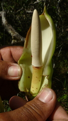 Philodendron pedatum