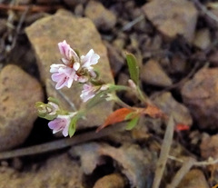 Polygonum spergulariiforme