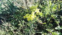 Bulbine frutescens