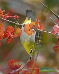 Sangkar White-Eye photo 4