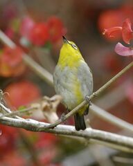 Sangkar White-Eye photo 5