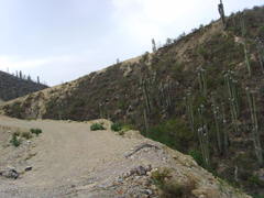 Cephalocereus senilis