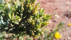 Exomis microphylla
