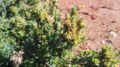 Exomis microphylla