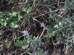Teucrium fruticans