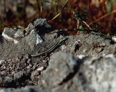 Ophisops elegans schlueteri