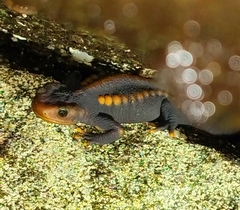 Panha's Knobby Newt photo 5