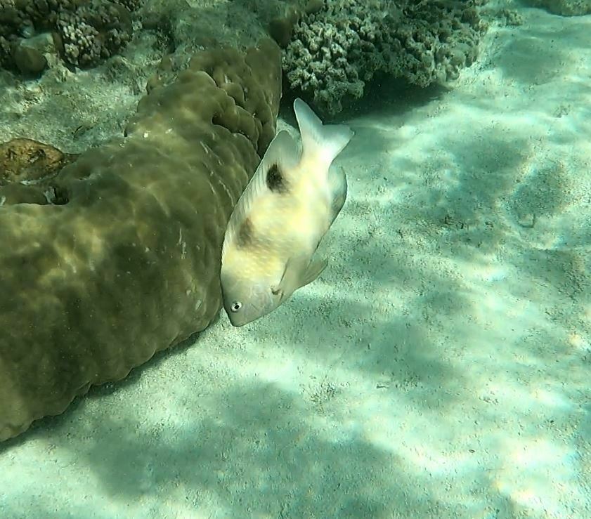 Two-barred Puller
