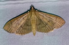 Patania silicalis