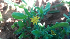 Osteospermum calendulaceum