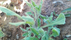 Osteospermum calendulaceum