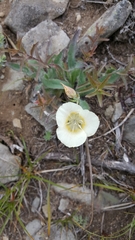 Calochortus subalpinus