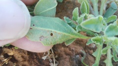 Osteospermum calendulaceum