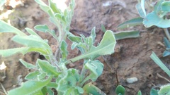 Osteospermum calendulaceum