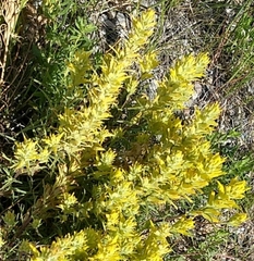 Castilleja flava flava