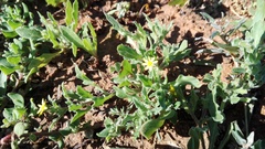 Osteospermum calendulaceum