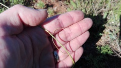 Eragrostis chloromelas