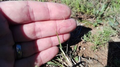 Eragrostis chloromelas