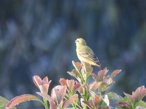 Yellow-fronted Canary