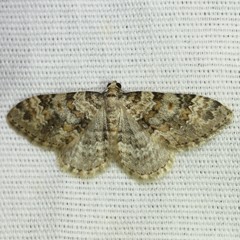 Zenophleps obscurata