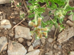 Phacelia alba