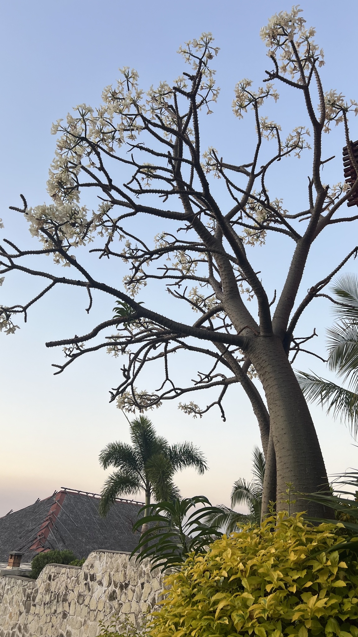 Imagem de Pachypodium