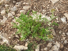 Phacelia alba