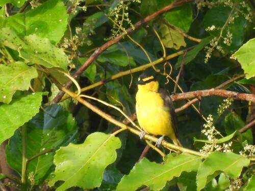 Black-necked Weaver