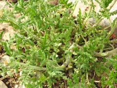 Phacelia alba