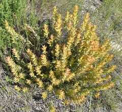 Castilleja flava flava