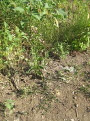Cirsium arvense