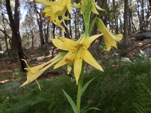 Image of Lilium parryi by (c) Sue Carnahan, some rights reserved (CC BY)