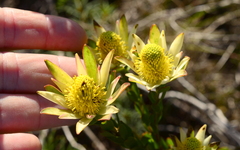Leucadendron stelligerum