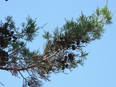 Juniperus phoenicea