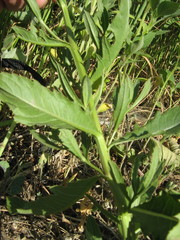 Cirsium arvense