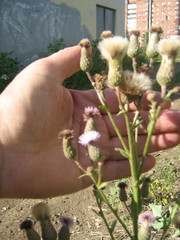 Cirsium arvense