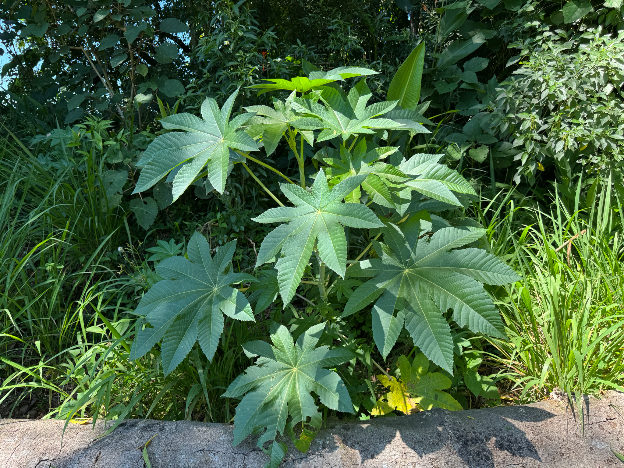 Ricinus communis