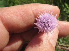Cirsium arvense