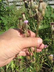 Cirsium arvense