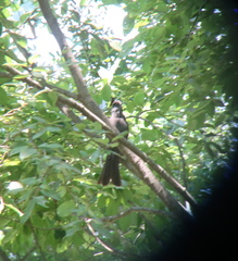 Hypsipetes amaurotis