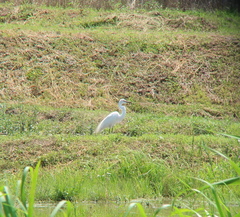 Ardea intermedia