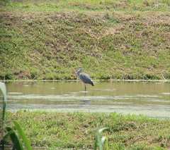 Ardea cinerea