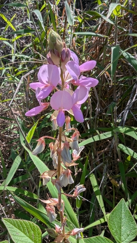 Image of Desmodium intortum by no rights reserved
