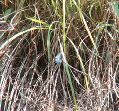 Rhyothemis fuliginosa