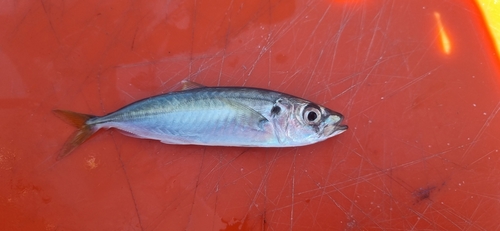 Bleekeri's mackerel scad (Decapterus russelli) — Carangidae — 4