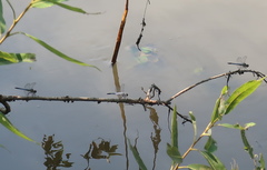Orthetrum albistylum