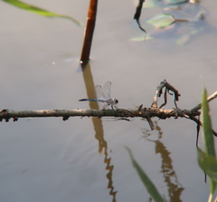 Orthetrum albistylum