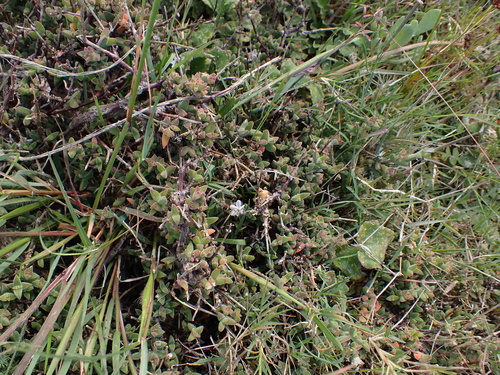 Weedy Dewfig (Drosanthemum asperulum)