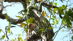 Philodendron pedatum